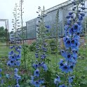 Delphinium x